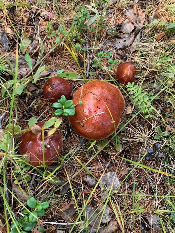 В выходные дни якутяне рванули за грибами