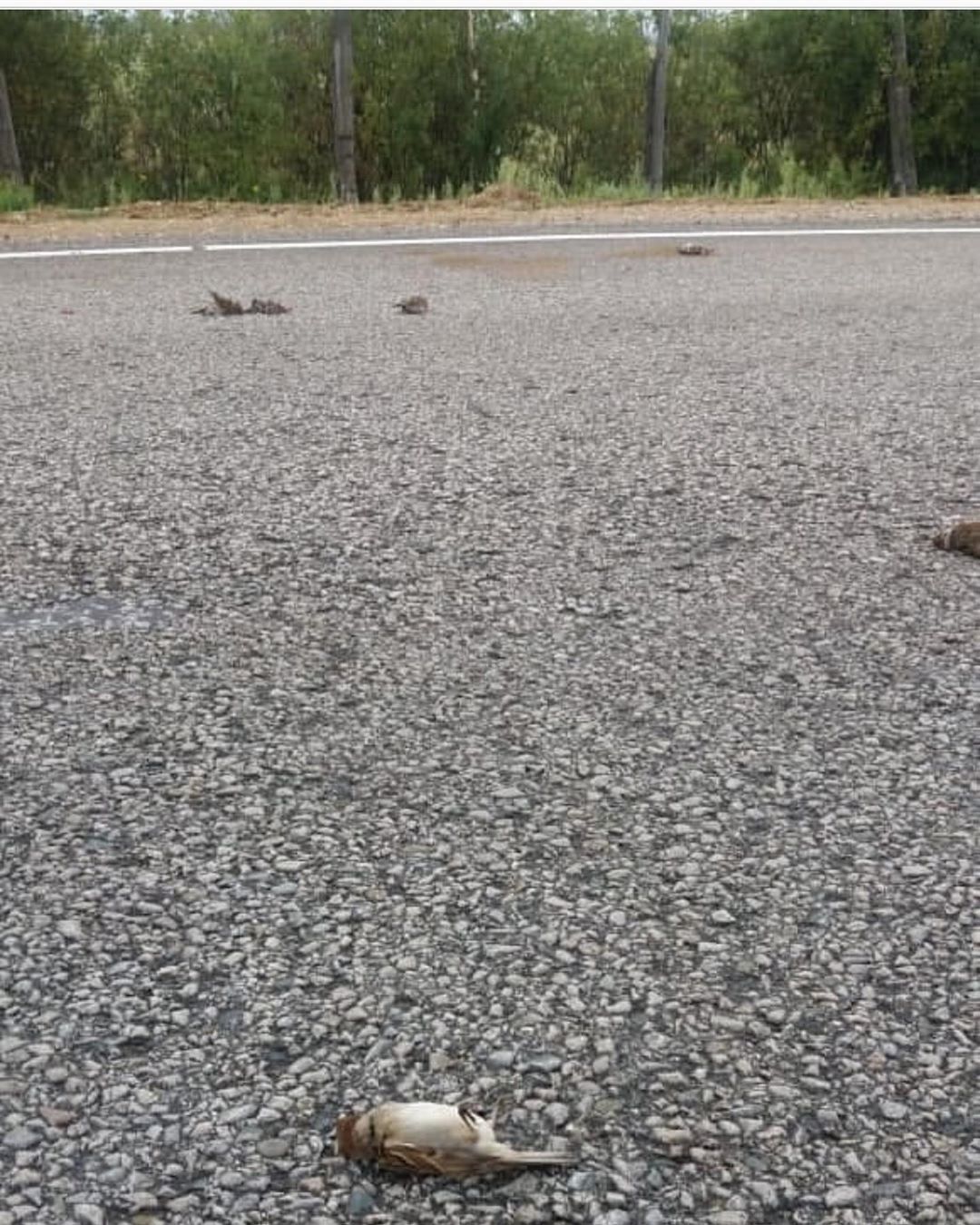 68735874_148679732902990_7570118367334121422_n