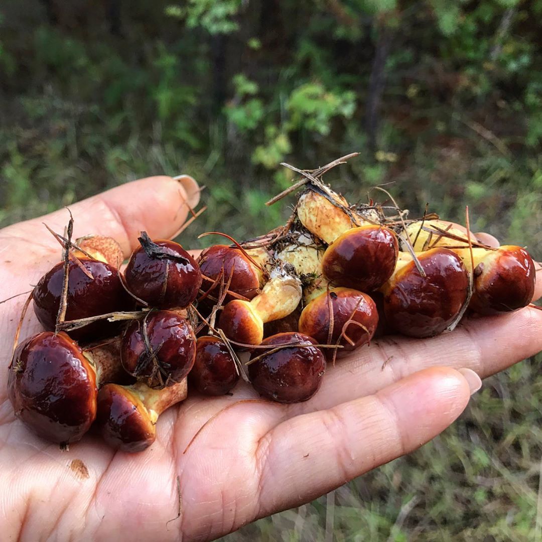 69440674_489046258495596_3253383401847730896_n