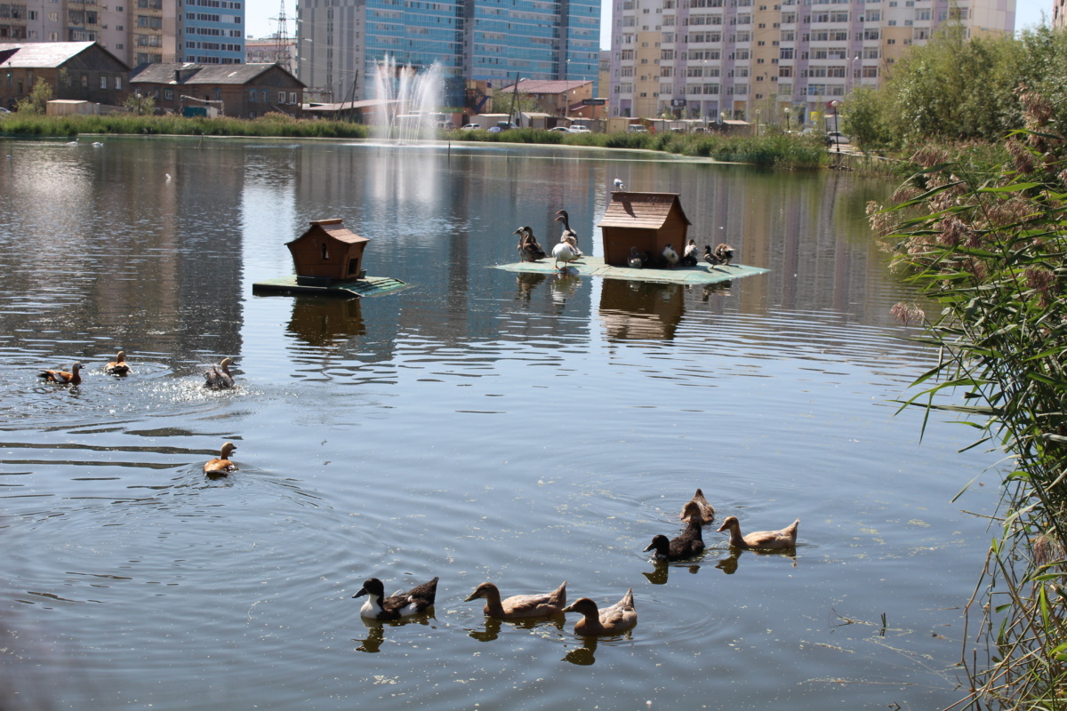 Видео: В Якутске вандалы забили камнями лебедей и уток в экопарке "Лебединое озеро"
