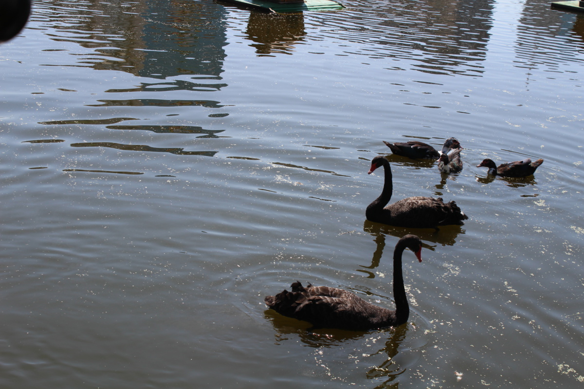 Озеро Щорса в Якутске будут охранять дружинники