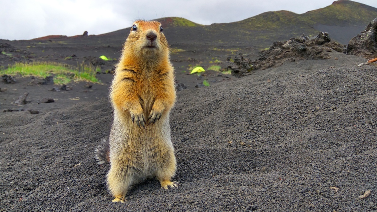 Едят ли евражек в Якутии?