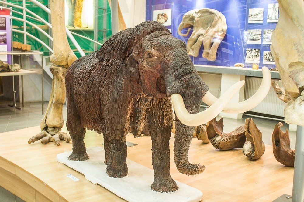 Несовершеннолетняя девушка уехала автостопом из Амурской области с целью посетить Музей мамонта