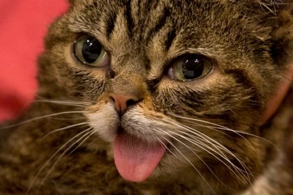 Стало известно о роли кота в нападении на дом Памфиловой