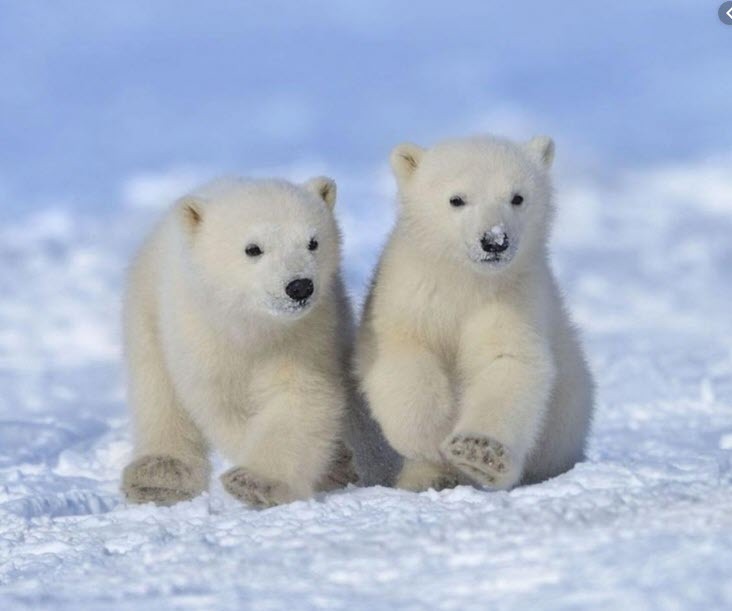 Недалеко от села Походск замечены два белых медвежонка