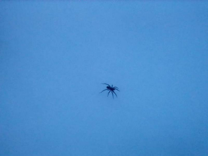 Фотофакт. В Сунтарском районе со снегом выпали пауки и комары