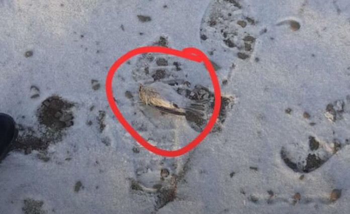 Жители села Батагай-Алыта в Якутии обнаружили мертвых птиц