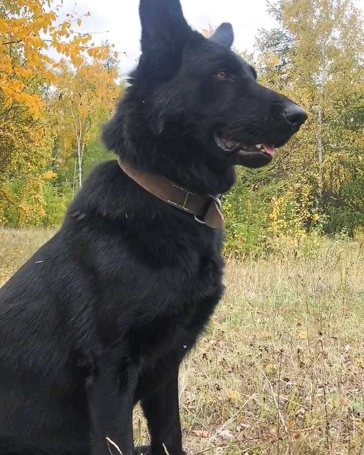 В Якутии полицейская овчарка Арес раскрыла «по горячим следам» квартирную кражу