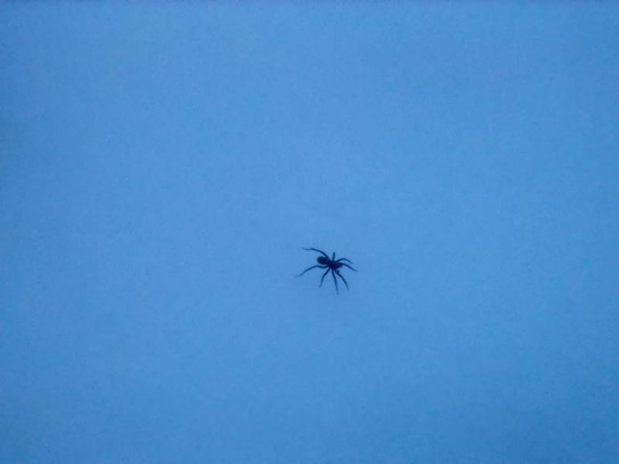 Фотофакт. В Сунтарском районе со снегом выпали пауки и комары