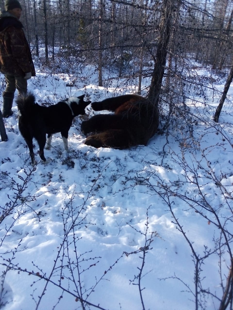"Установлена причина смерти от когтей медведя",  - Следком Якутии о нападении медведя на Александра Крылова на озере Лабынкыр