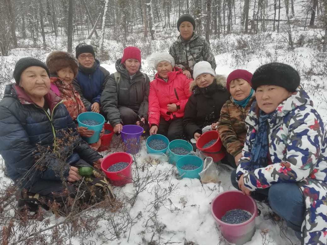 Фотофакт: В Олекминске в конце октября - богатый урожай голубики