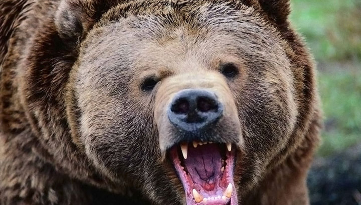 "Вчера поступил  звонок о нападении медведя. Полиция выехала", - ЕДДС в Оймяконском районе