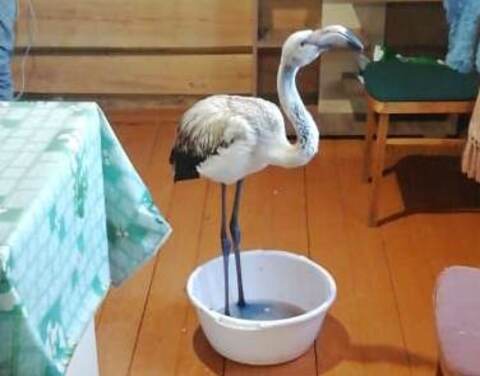 Минэкологии Якутии: решается судьба найденного фламинго