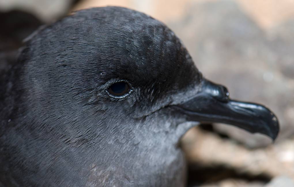 Школьник в Якутии обнаружил в снегу буревестника