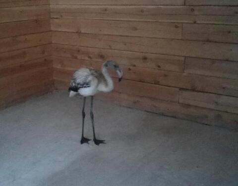 Найденного в Якутии фламинго назвали Марха