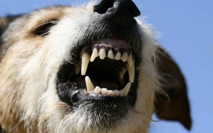 По сообщению СМИ о нападении безнадзорной собаки на школьников в Якутске организована процессуальная проверка