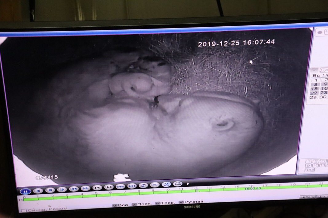 Видео из берлоги: Белая медведица Колымана родила во второй раз ⠀⠀⠀