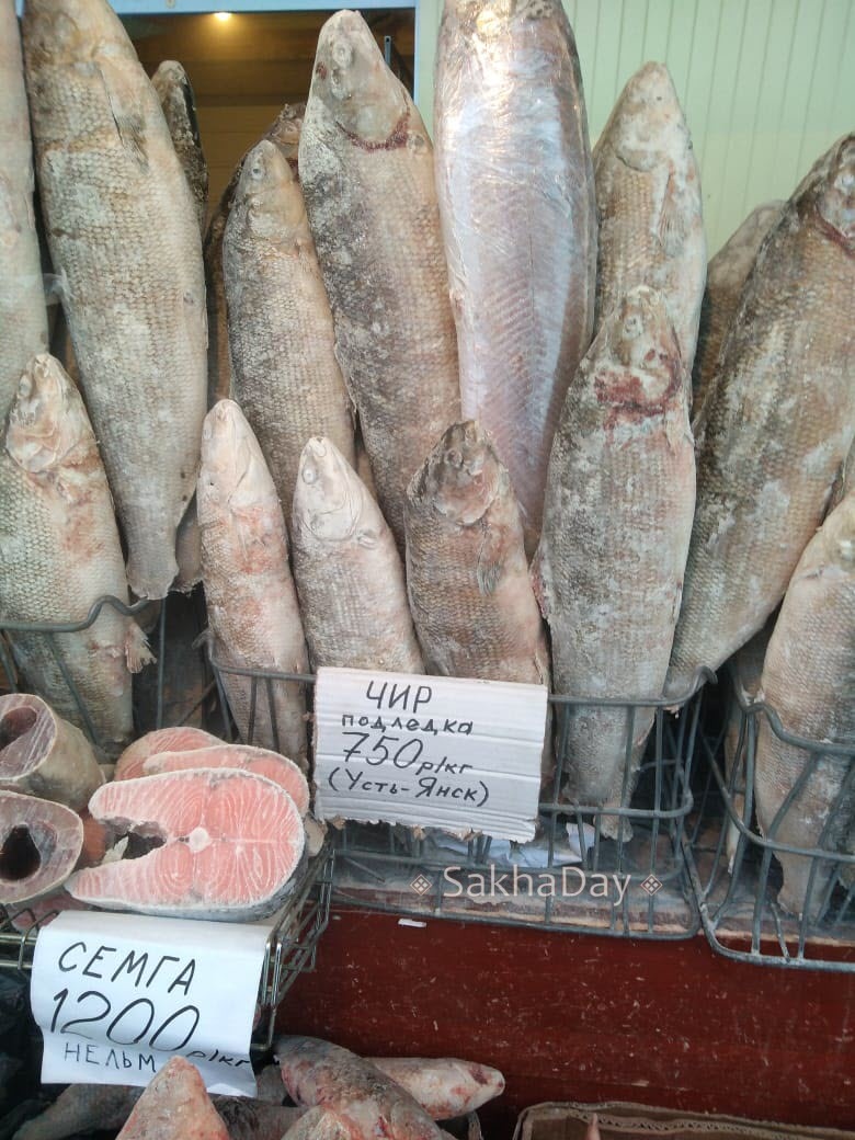 Чира Рыба Фото Цена