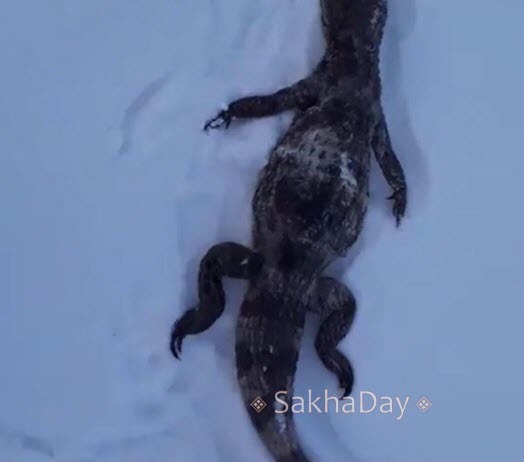 Фотофакт: В Якутске  нашли крокодила
