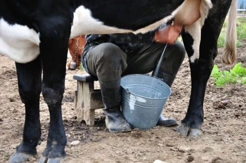 Жители Нюрбинского района жалуются  на задержку выплат  за  сданное молоко