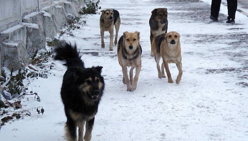 Житель Якутска добился компенсации за нападение собаки на сына