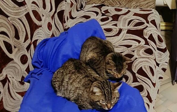 Теплый дом Алены. Как жительница Якутска спасает бездомных кошек