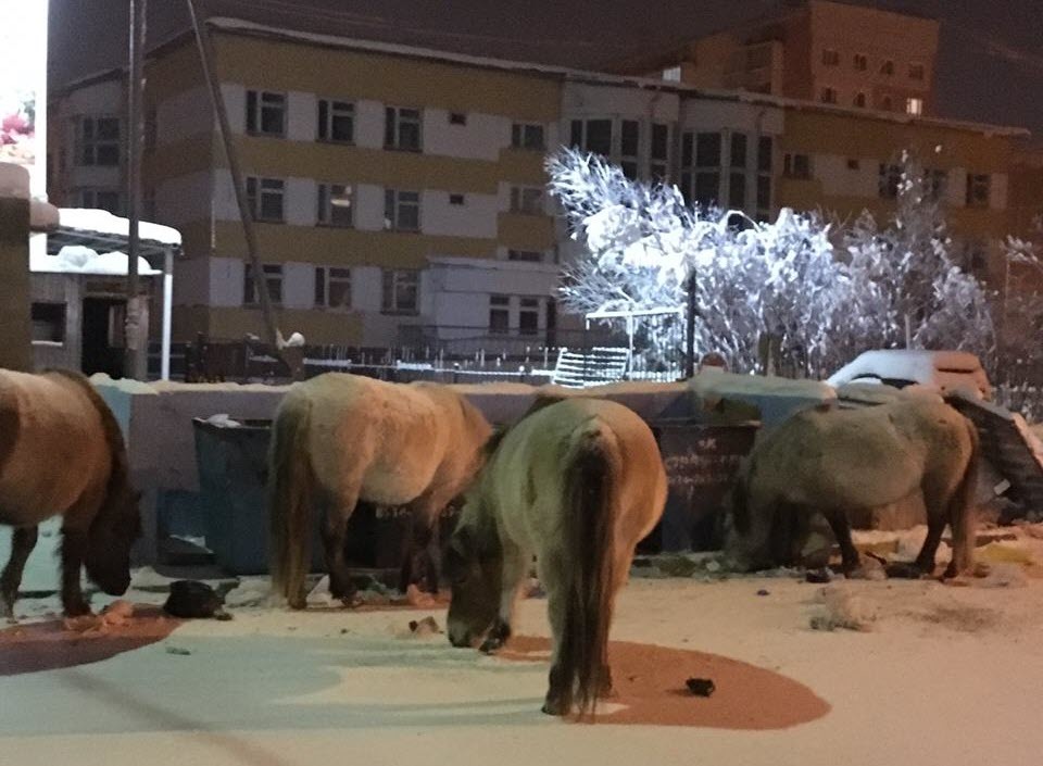 Жители Якутска жалуются на бродячих лошадей, оккупировавших мусорные баки