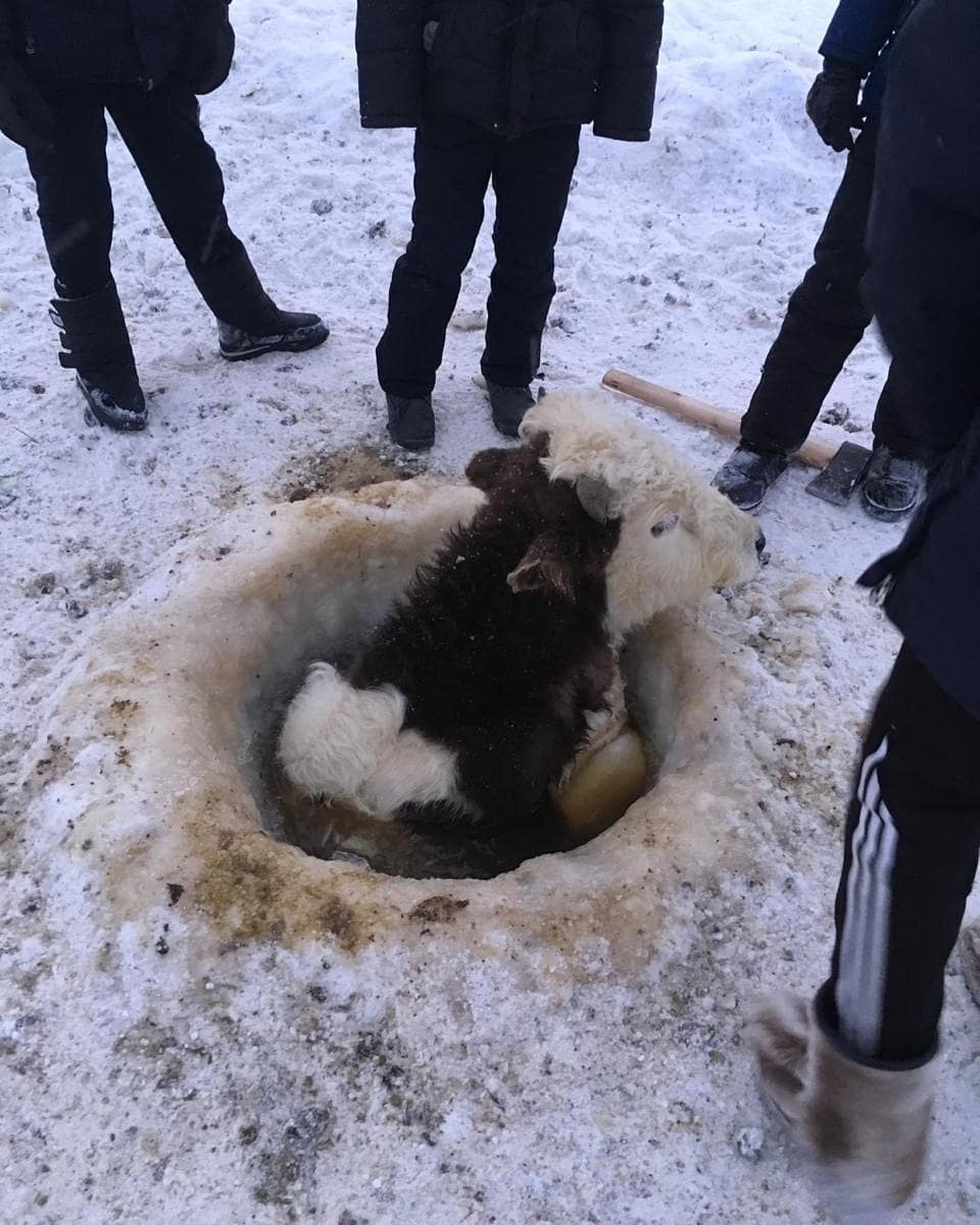 В Якутии спасли бычка, провалившегося в прорубь