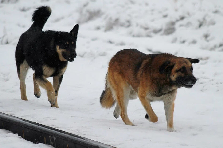 В Якутске за неделю бродячие собаки искусали 9 человек