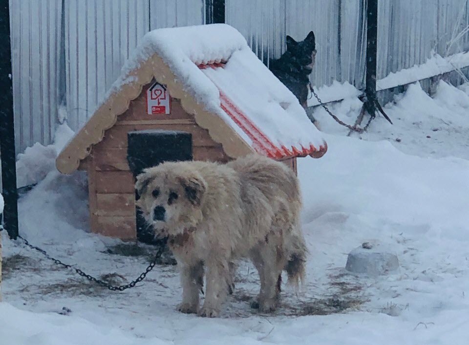 "Мы обнаружили мертвую собаку после  того, как ее покормили волонтеры", - в Пункте передержки животных в Якутске ответили на волну негатива