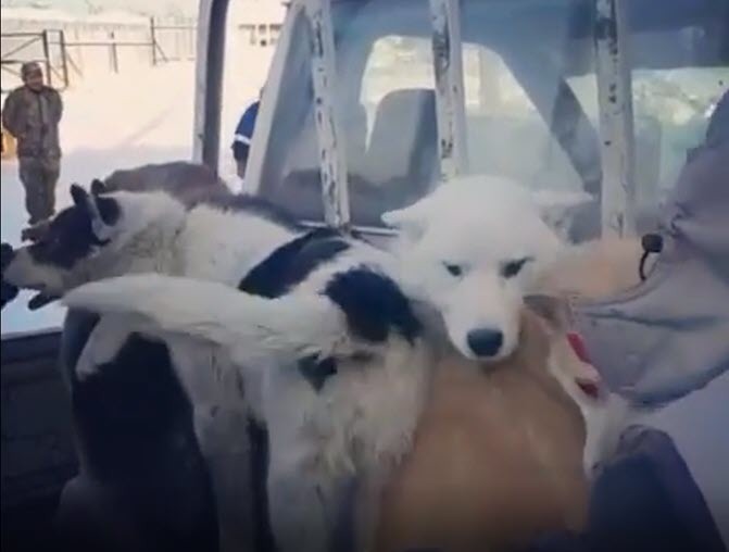 Видеофакт: В Мархе работники "Жилкомсервиса" выловили почти всех собак
