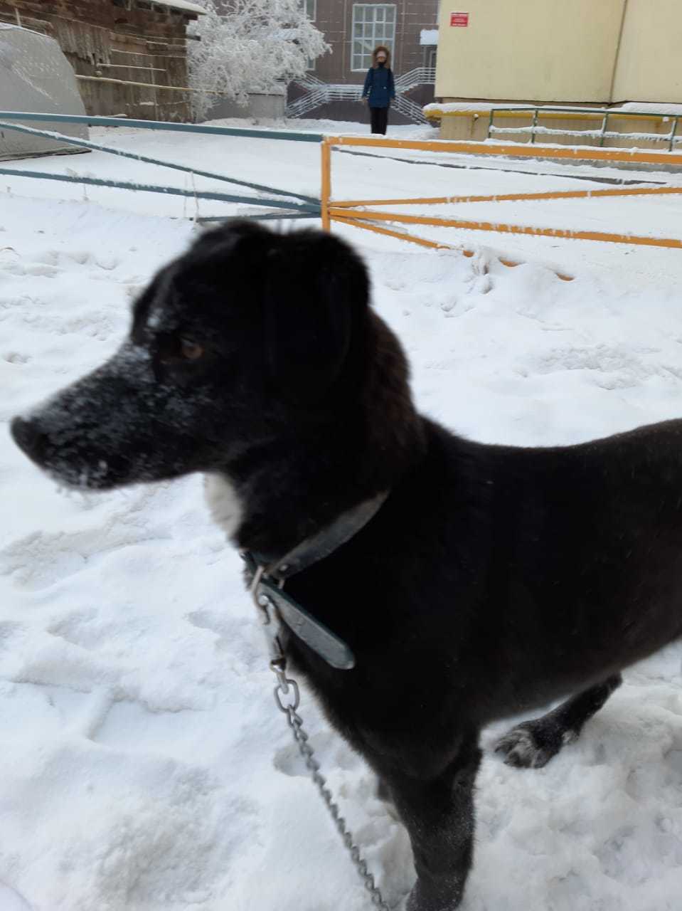 В Якутске росгвардейцы нашли и вернули хозяевам собаку, пропавшую в новогоднюю ночь