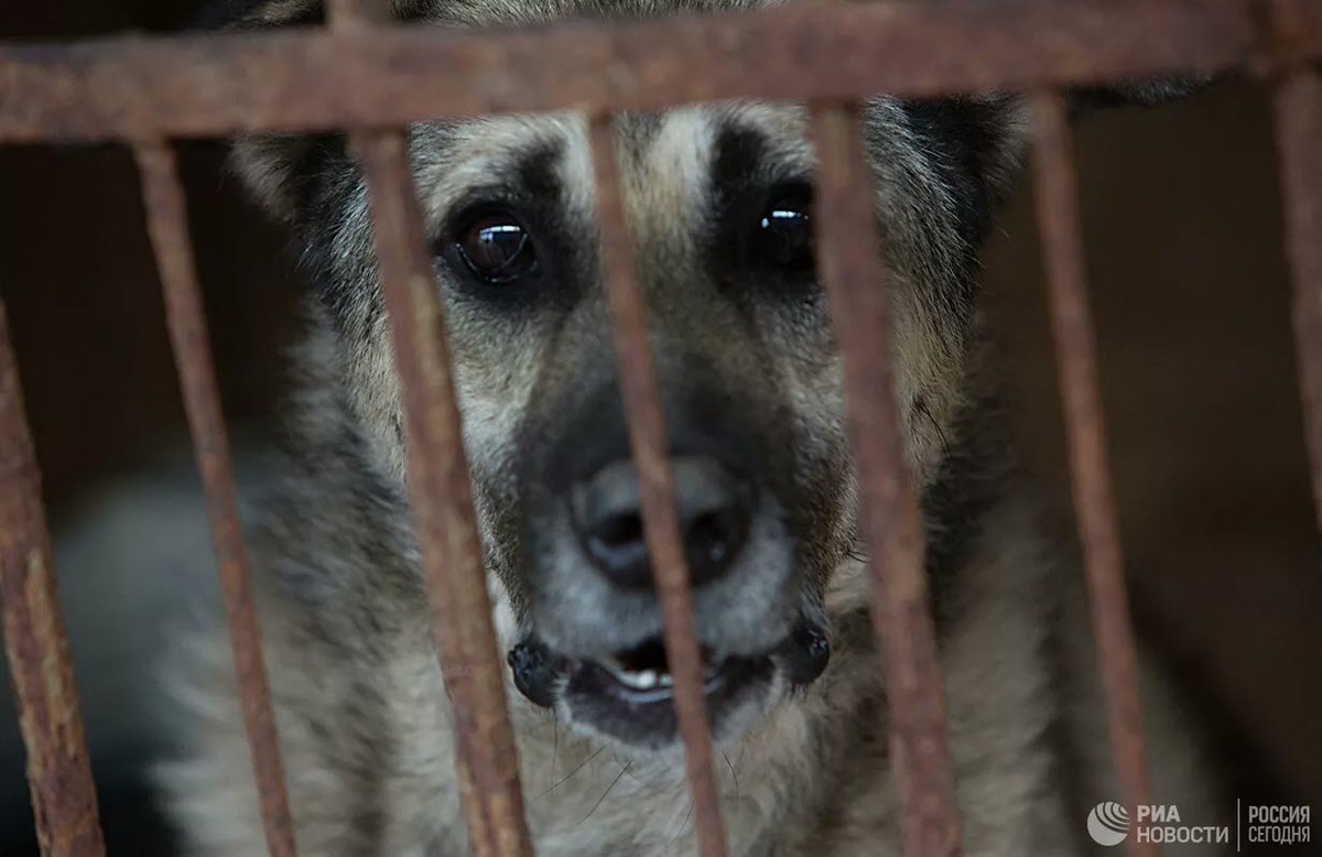 Власти Якутска отреагировали на сообщения о гибнущих от холода собаках