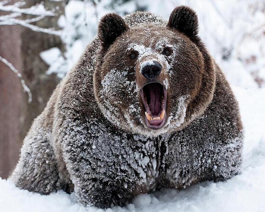 На окраине Якутска бродит медведь?