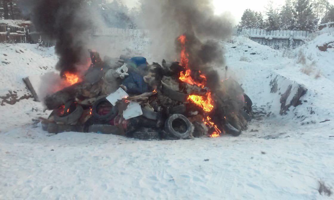 Пользователь, уличенный мэрией во вбросе информации о сжигании собак в Якутске, удалил фото