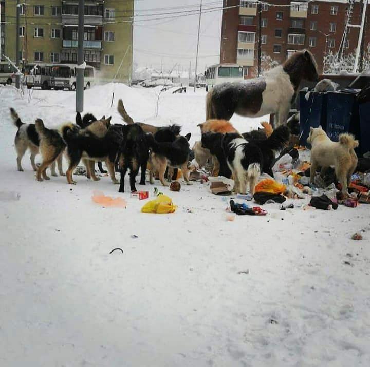 Власти Якутска намерены через суд добиться надлежащего обеспечения исполнения законодательства об ответственном обращении с безнадзорными животными