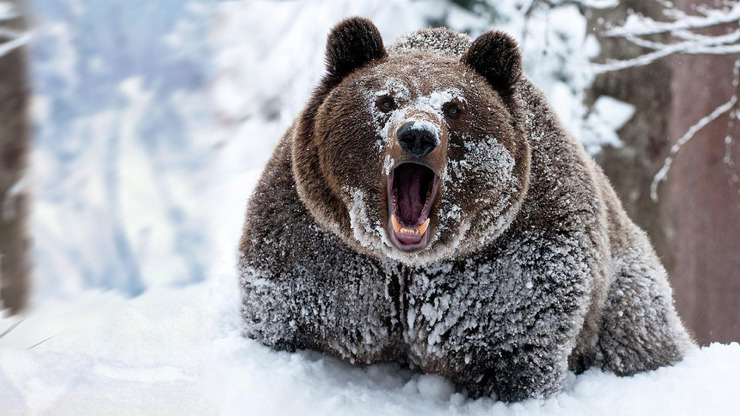 На окраине Якутска бродит медведь