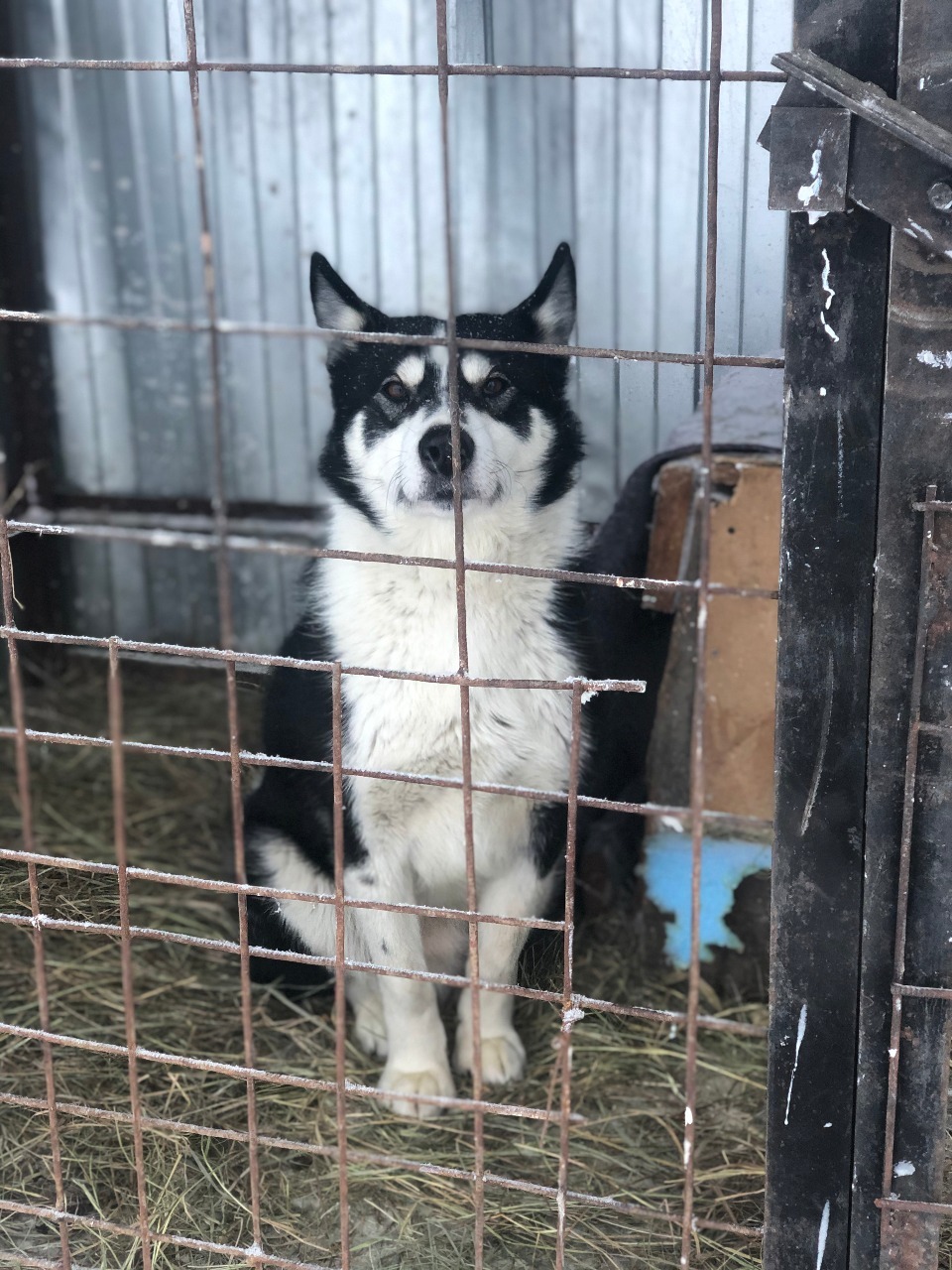 Пункту передержки животных помогают неравнодушные горожане