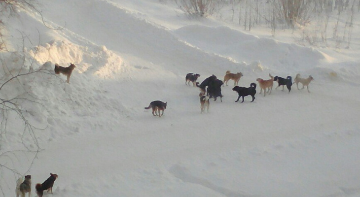 «Самовыгул» животных под запретом, к нарушителям применят штрафы