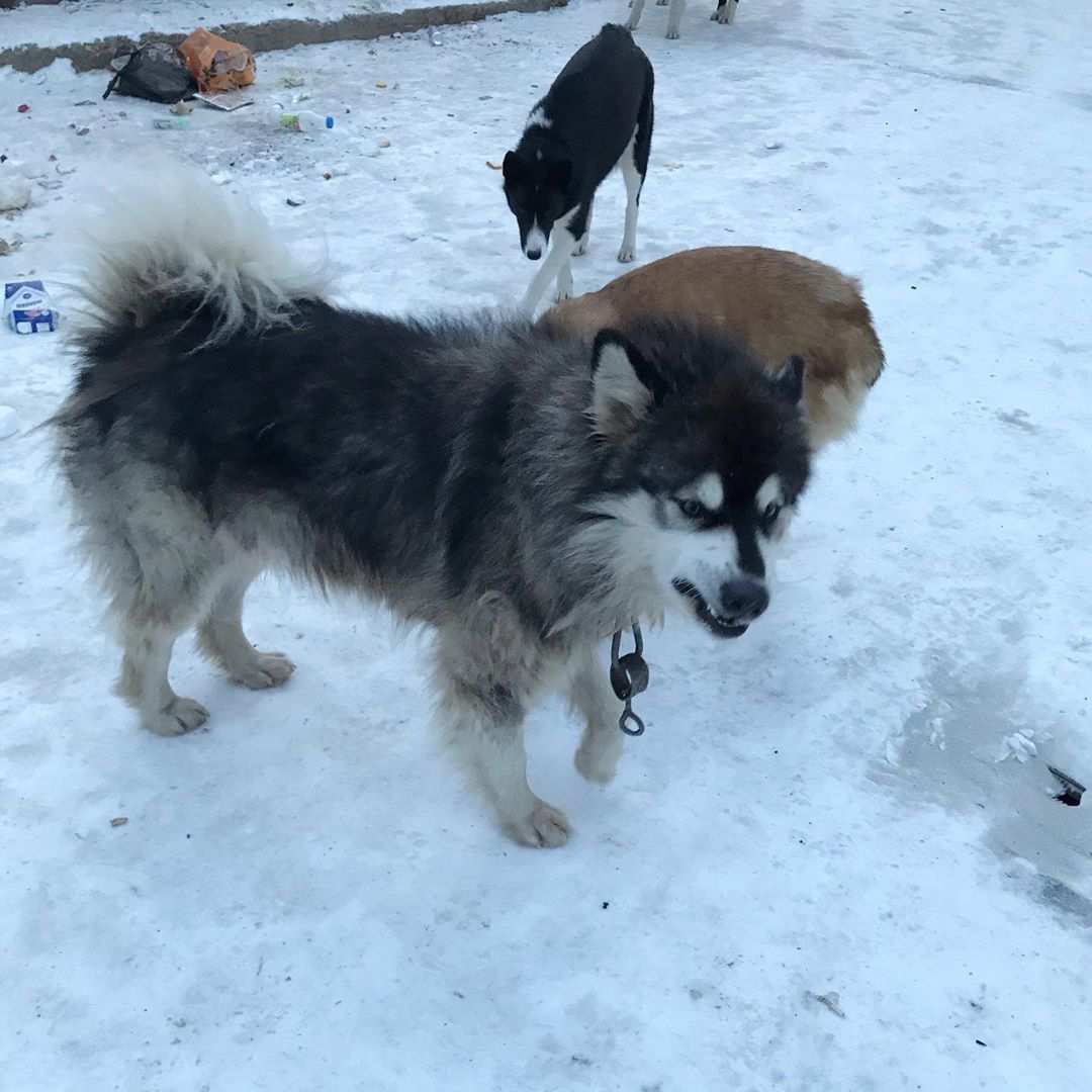 В Ленске собаками займется зоозащитная организация  "Уши, лапы и хвосты"