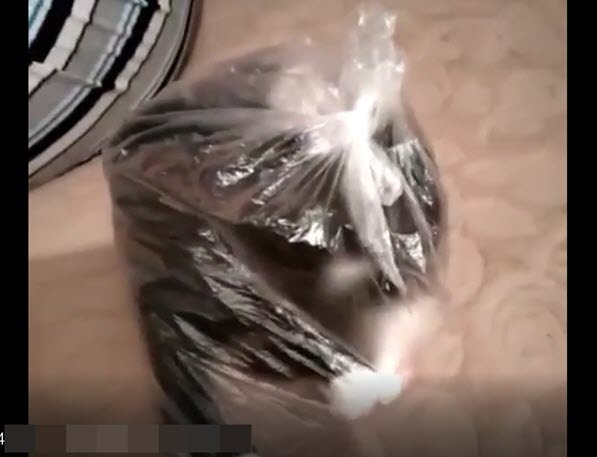 Якутские зоозащитники требуют установить личности мужчин,  продемонстрировавших котенка в пакете (видео)