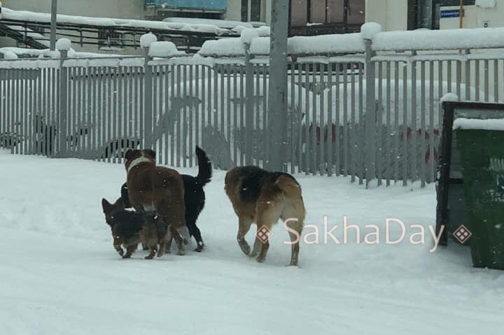 В Якутске девушка отбила ребенка от своры собак