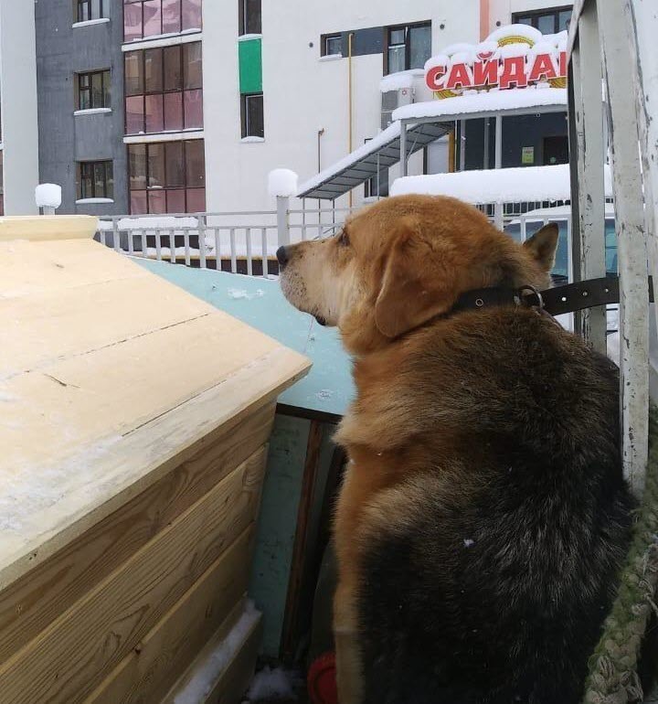 Фотофакт: "Огромный рыжий пес", напавший на девочку в Якутске, доставлен в ППЖ