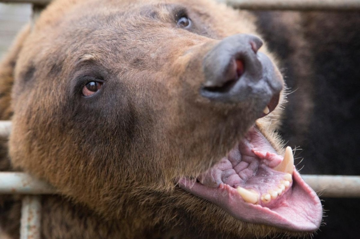 «В Якутии количество медведей растет с космической скоростью»