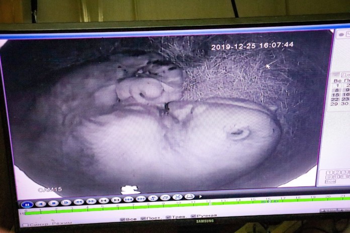 "Малыш уже подрос", - якутский зоопарк опубликовал видео со вторым медвежонком Колыманы