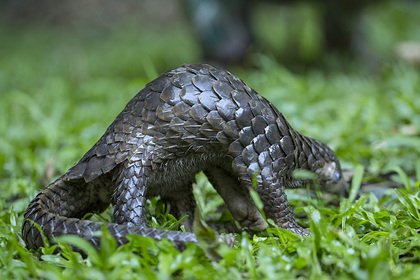 Назван вероятный промежуточный хозяин китайского коронавируса