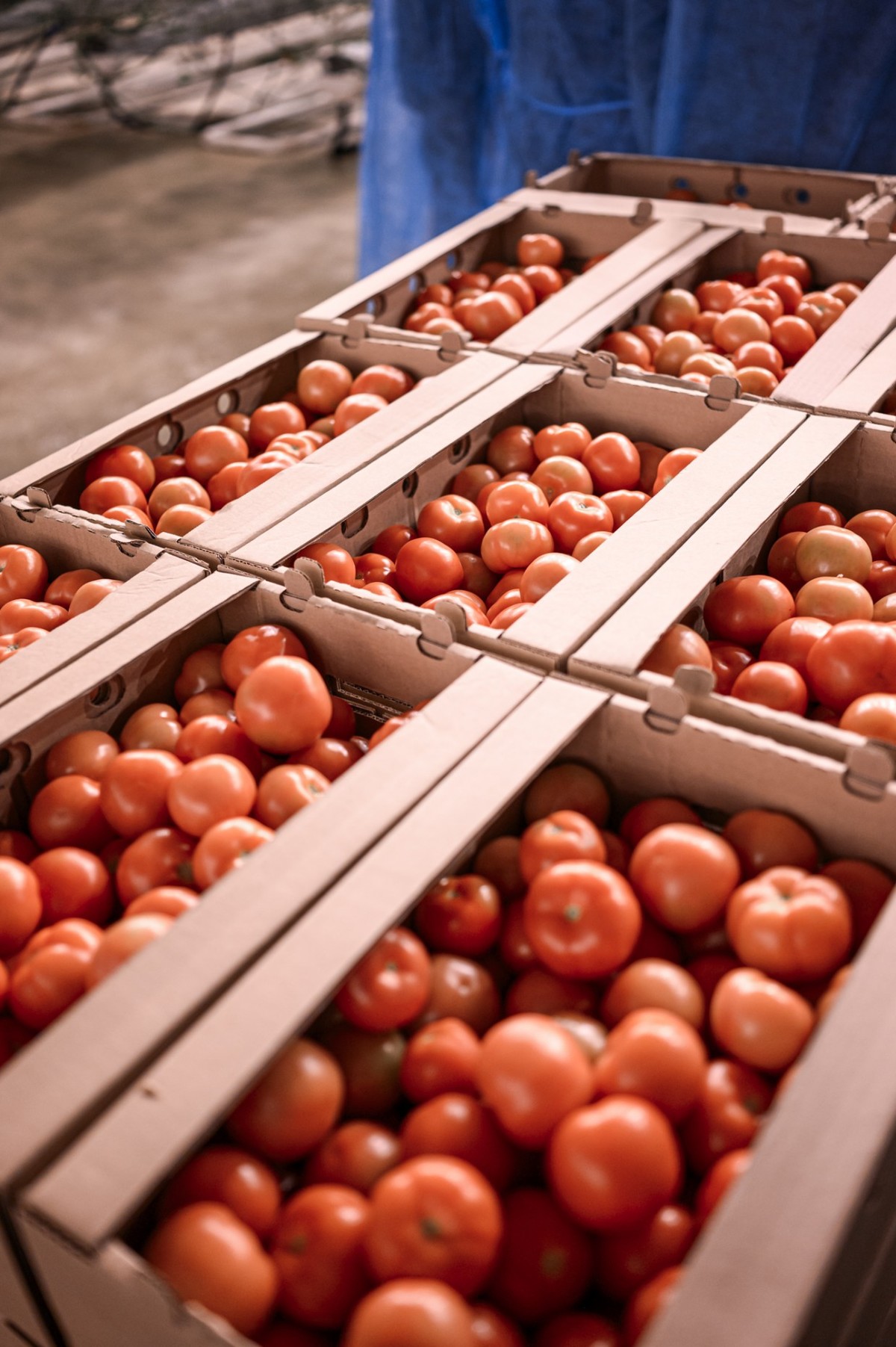 Глава Якутии поручил взять под особый контроль ценообразование на овощи и фрукты