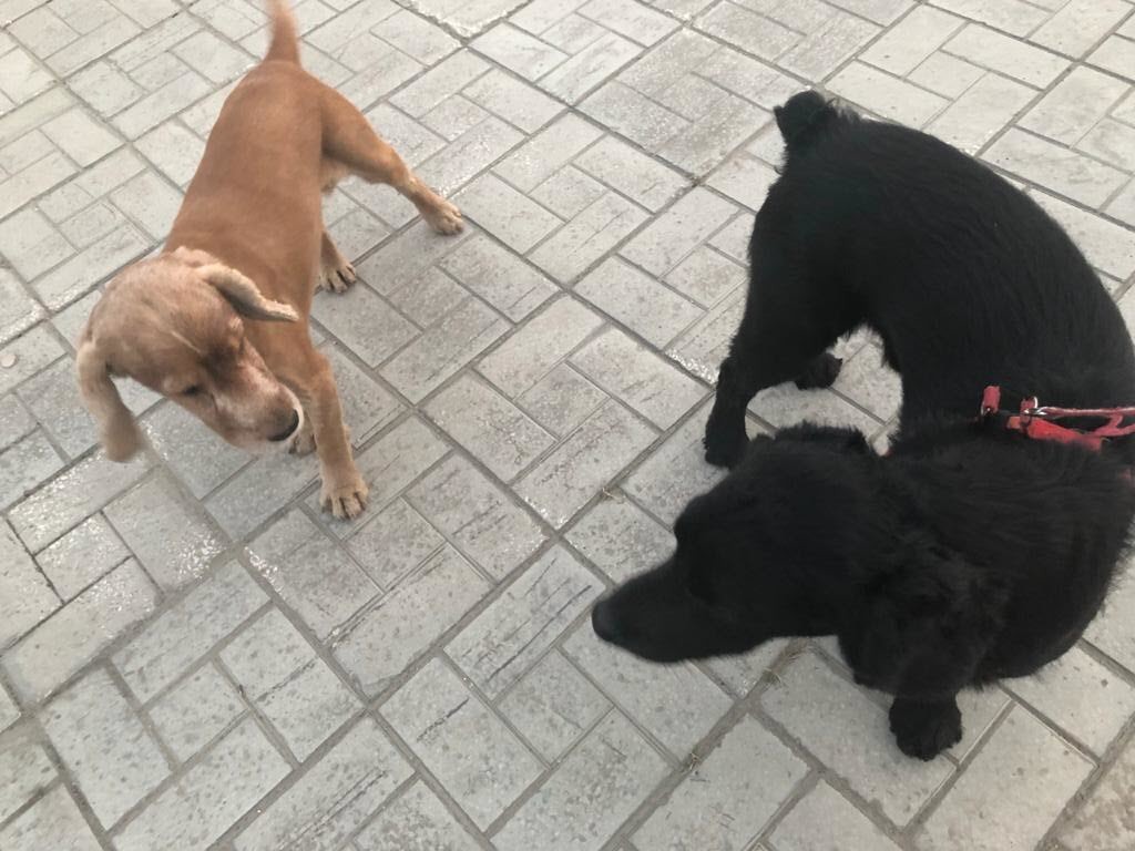 В Якутске начались рейды по выявлению незарегистрированных собак