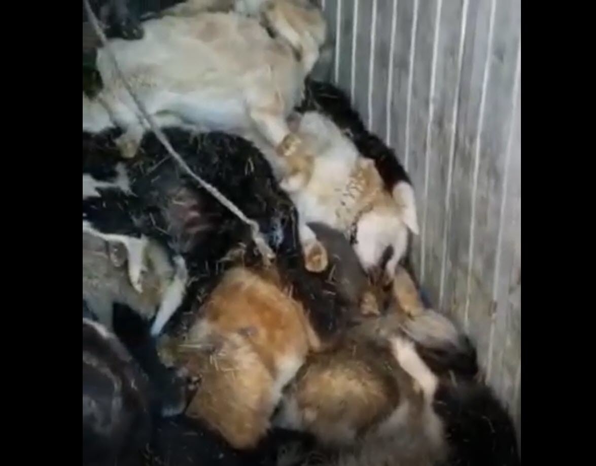 Видеофакт: В ППЖ Якутска зоозащитники обнаружили контейнер убитых животных