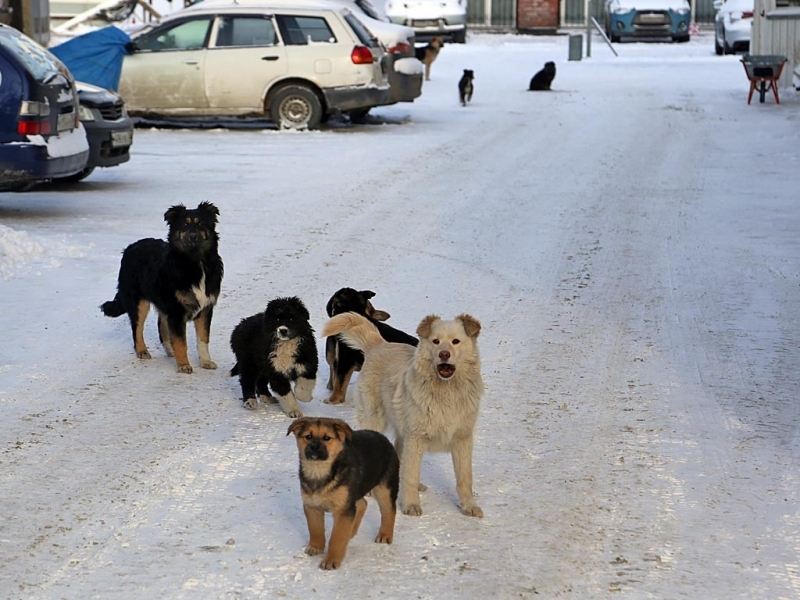 В Якутске стая собак напала на женщину в районе ипподрома. Это не первое нападение в этом районе